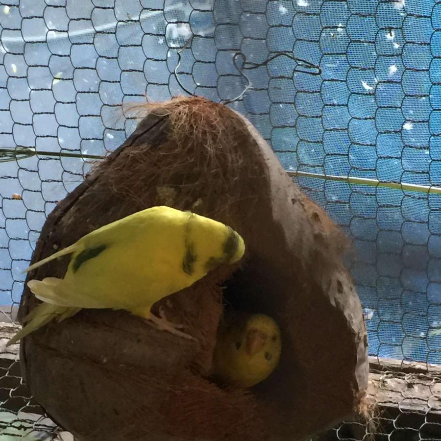Ella Nature Nest Buitenkant foto